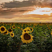 A Field Of Sunflowers At Sunset Art Print