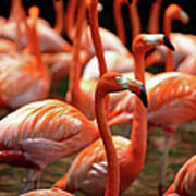 A Flock Of Flamingo Gathering Art Print