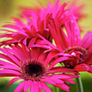 A Group Of Vivid Magenta Pink Gerbera Art Print