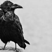 A Life Of A Raven Art Print