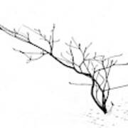 A Naked Twig In The Snow Art Print