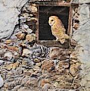 A New Home Barn Owl Art Print