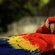 A Pair Of Scarlet Macaws Art Print