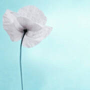 A Poppy Against A Cool Blue Background Art Print