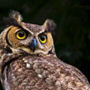 A Portrait Of Great Horned Owl Art Print