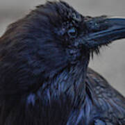A Raven In Portrait 3 Art Print