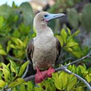 A Red-footed Booby Sula Sula Art Print