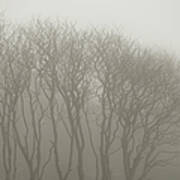 A Row Of Bare Trees In Fog Art Print