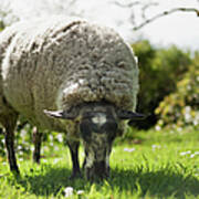 A Sheep Grazes On The Grass Art Print