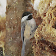 A Snowy Chickadee Art Print