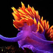 A Spanish Shawl Nudibranch Dances With The Currents, Channel Islands. Art Print