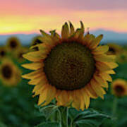 A Sunflower Closeup In A Field At Dusk Art Print