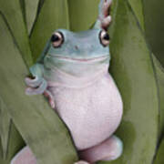 A Whites Tree Frogs Pose Art Print