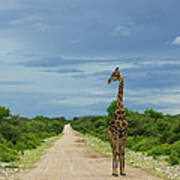 A Wide Angle View Of A Giraffe Walking Art Print