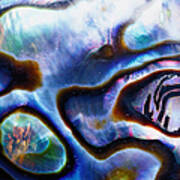 Abalone Shell Haliotidae Design Art Print