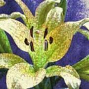Abstract American Lilies 6 Art Print