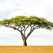 5101 Green Tree Of Life Serengeti Tanzania East Africa - Acacia Vachellia Art Print