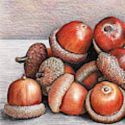 Acorns Art Print