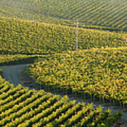 Aerial View Of Vineyards Art Print