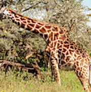 African Giraffe Snacking - Serengeti Tanzania 5068 East Africa Safari Travel Art Print