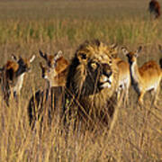 African Lion And Lechwe, Duba Plains Art Print