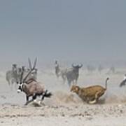 African Lioness Chasing An Oryx Art Print