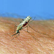African Malaria Vector Mosquito Art Print