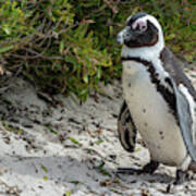 African Penguin Art Print