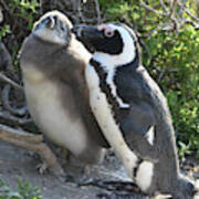 African Penguin With Chick Art Print