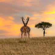 African Savannah Giraffe Art Print