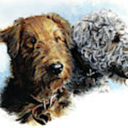 Airedales #2 Art Print
