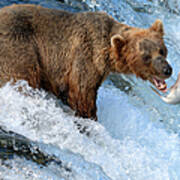 Alaska Brown Bear Catching Salmon Art Print