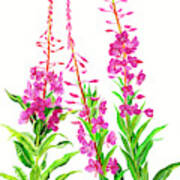 Alaska Fireweed Art Print