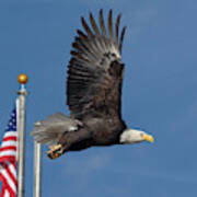 American Bald Eagle With Flag Art Print