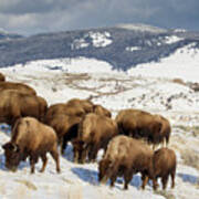 American Bison Herd Grazing Art Print