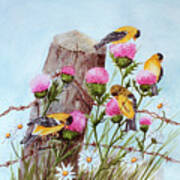 American Goldfinch Art Print