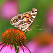 American Painted Lady Butterfly Art Print