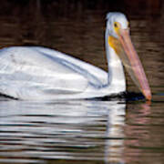 American White Pelican 2916-102919 Art Print