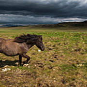 An Icelandic Horse On Grassland Art Print