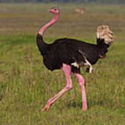 An Ostrich In The Ngorongoro Art Print