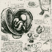 Anatomical Sketch Of A Human Foetus Art Print