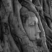 Ancient Buddha Head In Tree Roots Art Print