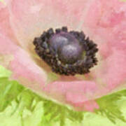 Anemone Pink And Lime Art Print