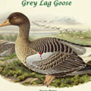 Anser Perus - Grey Lag Goose Art Print