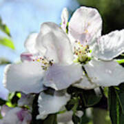 Apple Blossoms Art Print