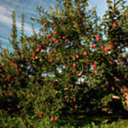 Apple Orchard Streaked Sky Art Print