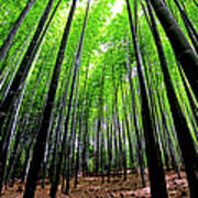 Arashiyama Bamboo Grove Art Print