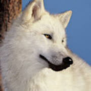 Arctic Wolf Portrait Wildlife Rescue Art Print