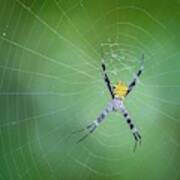 Argiope Appensa Art Print