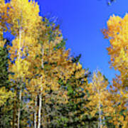 Arizona Aspens In Fall 1 Art Print